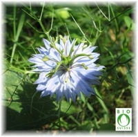Nigelle de Damas , cheveux de vénus