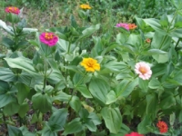 Zinnia