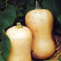 Courge Butternut