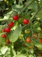 Tomate Cherry