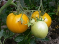 Tomate Orange