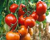 Tomate St Pierre
