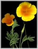 Pavot de Californie