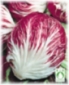 Chicorée rouge Palla rossa