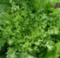 Chicorée frisée grosse pancalière
