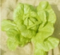 Laitue romaine Ballon