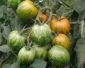 Tomate Green zebra