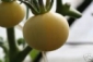 Tomate Pêche blanche