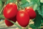 Tomate Roma (pelati)