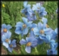 Pavot bleu