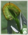 Camomille vraie