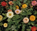 Zinnia elegans , Zinnia à grandes fleurs