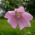 Mauve alcée