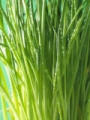 Ciboulette
